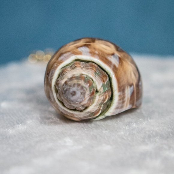 NATURAL Conch Shell Necklace with Chain Gold Tone - Picture 8 of 8